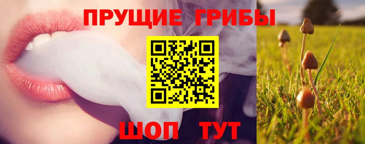 Галлюциногенные грибы Psilocybe Дмитров